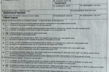 Echsen  kaufen und verkaufen Foto: Fidschi Leguan Brachylophus fasciatus