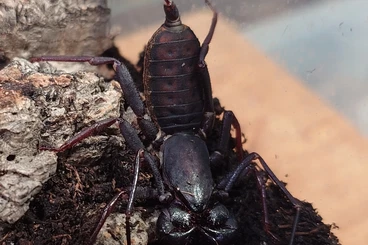 Insekten kaufen und verkaufen Foto: Invertebrates for Hamm 03/26