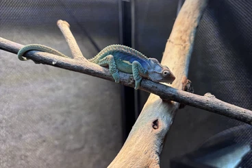 Chamäleons kaufen und verkaufen Foto: Bradypodion, Trioceros, and Kinyongia  Hamm in December 2025