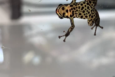 Poison dart frogs kaufen und verkaufen Photo: 0.0.1 Ranitomeya uakarii gold-legged