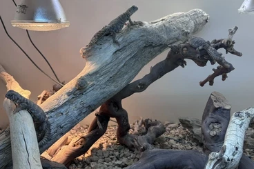 Agamen kaufen und verkaufen Foto: Hamm 14.03: Uromastyx Ornata Philbyi