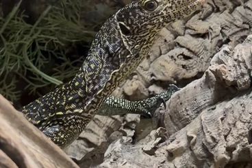 Monitor lizards kaufen und verkaufen Photo: Fb Varanus Doreanus 0.0.1 12.2024