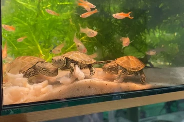Schildkröten  kaufen und verkaufen Foto: 0,0,4 Emys trinacris for HAMM