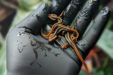 Schwanzlurche kaufen und verkaufen Foto: Tylototriton shanjing  0,0,6