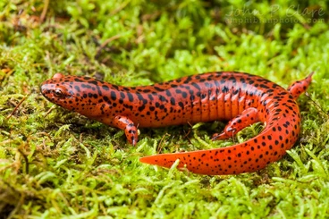 newts and salamanders kaufen und verkaufen Photo: Suche Psudotriton ruber sp.