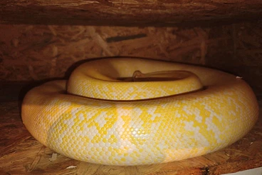 Pythons kaufen und verkaufen Photo: 0.1 Caramel Granit 50% het Albino Pied Tigerpython Burmese