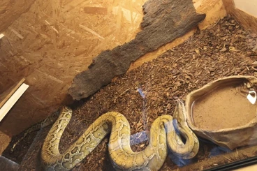 Pythons kaufen und verkaufen Photo: 0,1 Champagner poss het Caramel Tigerpython Burmese
