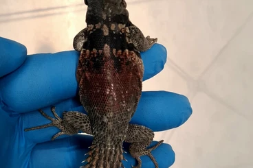 Echsen  kaufen und verkaufen Foto: 1.0 CB'24 Ctenosaura / Cachryx defensor