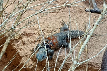 Lizards kaufen und verkaufen Photo: 1.0 Cachryx defensor  NZ 2024