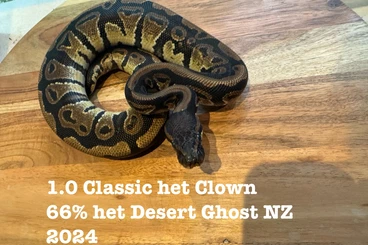 Ball Pythons kaufen und verkaufen Photo: Diverse Nachzuchten abzugeben