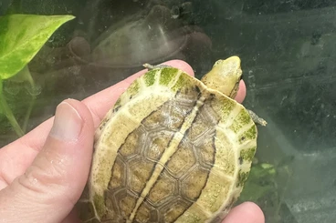 Schildkröten  kaufen und verkaufen Foto: Cuora picturata last call Hamm Cuora picturata last call Hamm