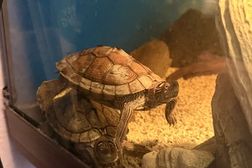 Turtles kaufen und verkaufen Photo: Aquarium 200 Liter – mit zwei Ouachita-Höckerschildkröten + Molly