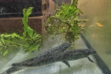 Molche kaufen und verkaufen Foto: Pleurodeles Waltl Nachzucht aus 2024 und 2025 abzugeben