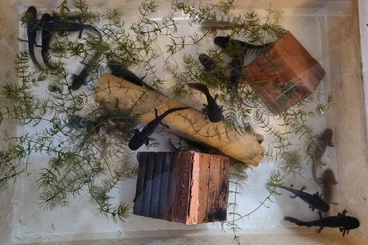 Molche kaufen und verkaufen Foto: Axolotl Jungtiere aus 2025 ca 15cm groß abzugeben