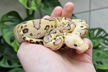 Ball Pythons kaufen und verkaufen Photo: Königspython/ 1.0 Firefly Clown