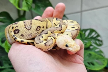 Königspythons kaufen und verkaufen Foto: Königspython (Clown) Nachzucht von 2025