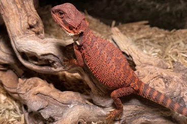 Echsen  kaufen und verkaufen Foto: Red Monster Pogona vitticeps