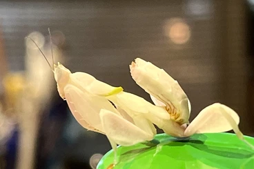 Insekten kaufen und verkaufen Foto: Hymenopus coronatus (Orchideenmantis) L5 weiblich