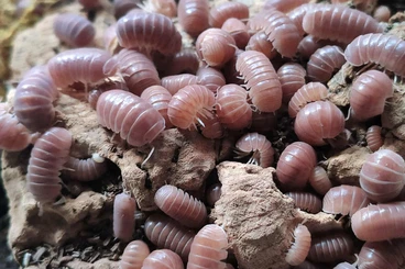 Crustraceae non aquatic kaufen und verkaufen Photo: Armadillidium, Porcellio, Armadillo officinalis "pink", Eucorydia