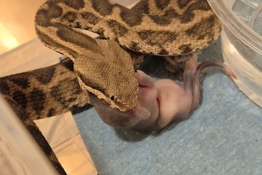 Giftschlangen kaufen und verkaufen Foto: Naja, Daboia, Crotalus for Hamm